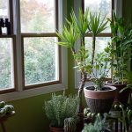 Houseplants as Indoor Air Purifiers: Does It Work? Houseplants as Indoor Air Purifiers: Does It Work?