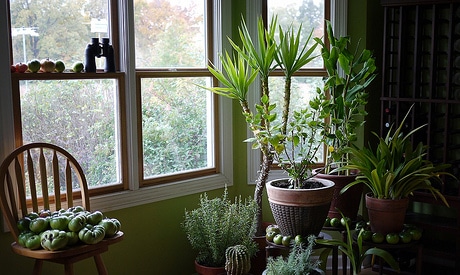 Houseplants as Indoor Air Purifiers: Does It Work? 