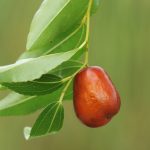 Discover the Joy of Jujubes 