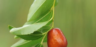 Discover the Joy of Jujubes 