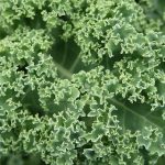 Nutritious and Delicious Kale: Many Benefits, Many Uses Nutritious and Delicious Kale: Many Benefits, Many Uses