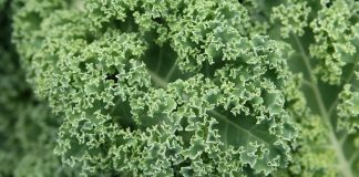 Nutritious and Delicious Kale: Many Benefits, Many Uses 