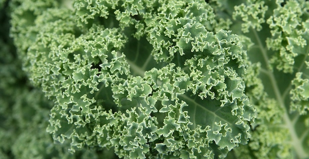 Nutritious and Delicious Kale: Many Benefits, Many Uses 