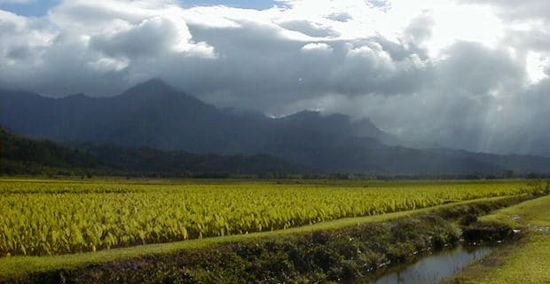 Kauai vs. Monsanto: Hawaiian Residents Fight GMOs and Pesticide Disclosure Laws 