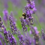 25 Ways Essential Oils Will Make Your Life Way Better 25 Ways Essential Oils Will Make Your Life Way Better