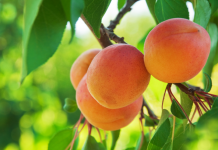 Are These Foods High Enough in Magnesium? Are These Foods High Enough in Magnesium?