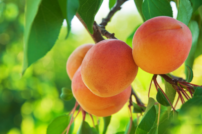 Peach Nutrition: Benefits of Peaches, Uses and Recipes - Dr. Axe