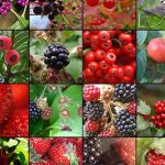 The World's Most Antioxidant Rich Foods The World's Most Antioxidant Rich Foods