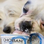 Moldy Greek Yogurt Recall Latest Blow to Chobani Moldy Greek Yogurt Recall Latest Blow to Chobani