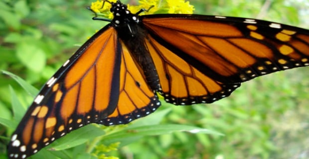 GMO Crops are Affecting Monarch Butterflies, and it's a Pretty Big Deal 