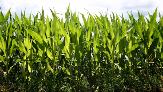 GMOs and Monoculture are Ruining Agriculture in America 