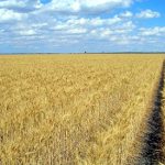 Class Action Lawsuit Filed Against Monsanto Over GMO Wheat Contamination Class Action Lawsuit Filed Against Monsanto Over GMO Wheat Contamination