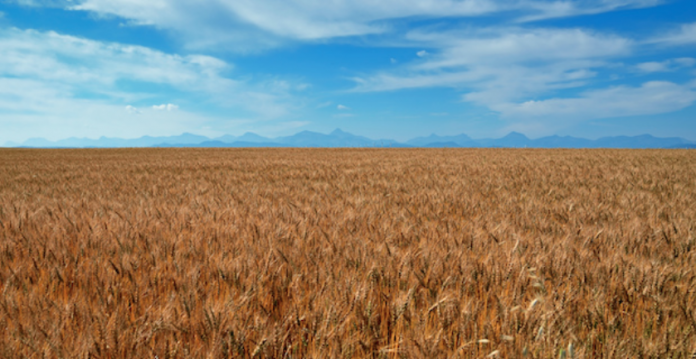 Illegal GMO Wheat Found Growing In Montana 