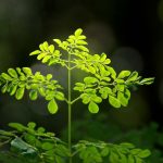 The Health Benefits of Moringa The Health Benefits of Moringa