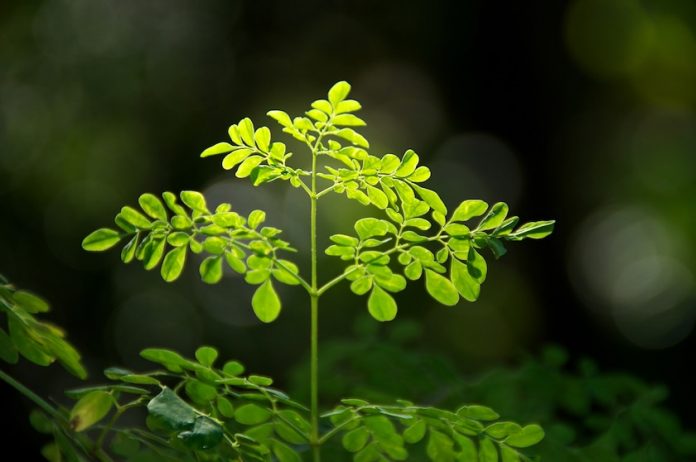 The Health Benefits of Moringa 