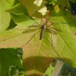 Common Pesticide Increases the Risk of Autism mosquito- pesticides