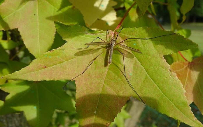 mosquito- pesticides