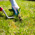 Natural Weed Killers & Fertilizers That Really Work! Natural Weed Killers & Fertilizers That Really Work!