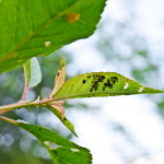 Neem Oil Insecticide: Natural Pesticide For Plants Neem Oil Insecticide: Natural Pesticide For Plants