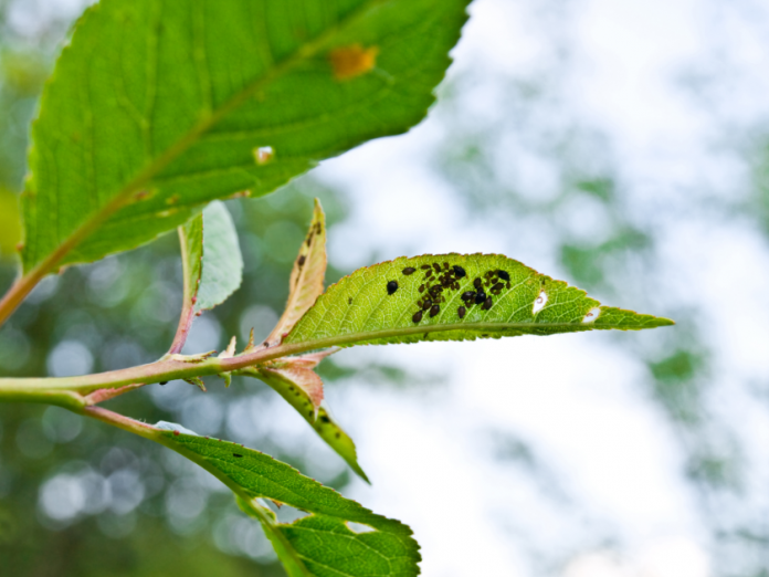 Neem Oil Insecticide: Natural Pesticide For Plants 