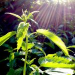 Nettle: The Allergy Symptom Wonder Plant with a Secret Sting Nettle: The Allergy Symptom Wonder Plant with a Secret Sting