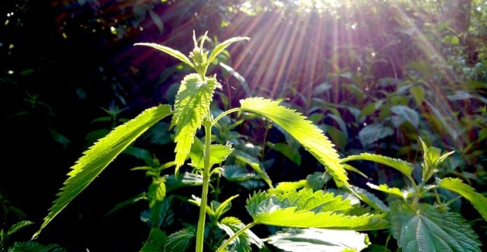 Nettle: The Allergy Symptom Wonder Plant with a Secret Sting 