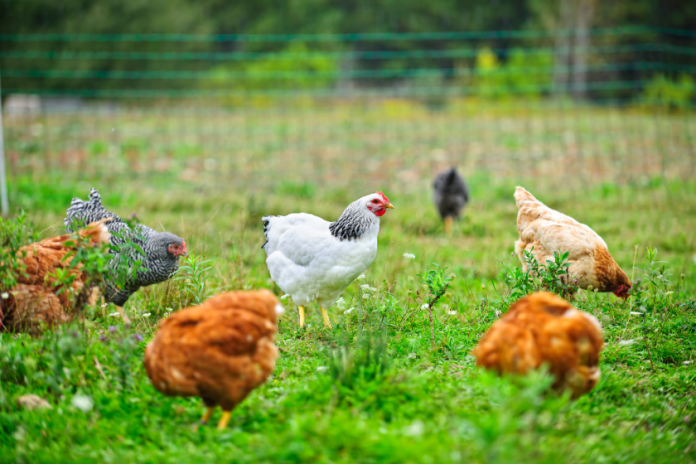 The Fast Foods Industry is Ditching Antibiotic Laced Chickens 