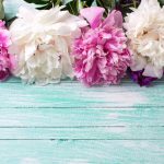 No Cannabis: How Other Plants Impact the Endocannabinoid System Non Cannabis Botanicals Peony