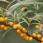 Omega-7 Fatty Acids for Glowing Skin and Radiant Health Omega-7 Fatty Acids for Glowing Skin and Radiant Health