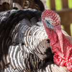Why Should You Eat Organic Turkey? Why Should You Eat Organic Turkey?