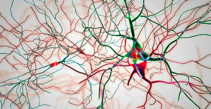 Protein in Parkinson’s Disease Causes An Autoimmune Response 