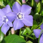 Could Vinpocetine from Periwinkle Flowers Promote Brain Health? Could Vinpocetine from Periwinkle Flowers Promote Brain Health?