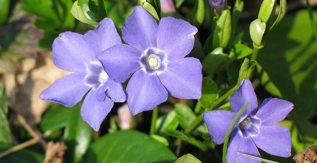 Could Vinpocetine from Periwinkle Flowers Promote Brain Health? 