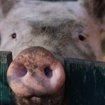 Why We Love 'The Daily Show': Jon Stewart Exposes the Dark Side of Factory Farms Why We Love 'The Daily Show': Jon Stewart Exposes the Dark Side of Factory Farms