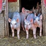 Genetically Modified Corn and Soy Diet Causes Severe Illness in Pigs Genetically Modified Corn and Soy Diet Causes Severe Illness in Pigs