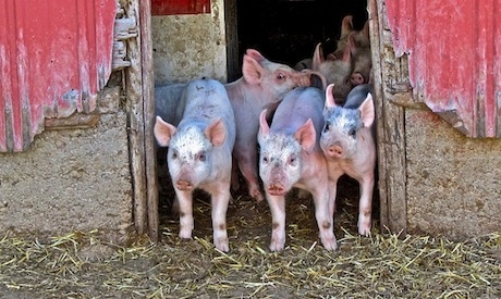 Genetically Modified Corn and Soy Diet Causes Severe Illness in Pigs 