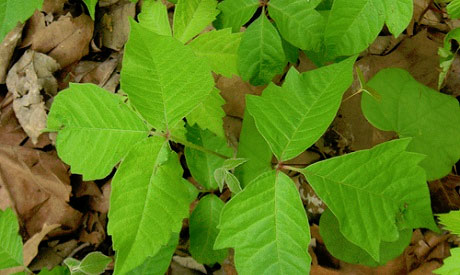 How to Cure Poison Ivy: 5 Natural Remedies 