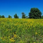 Coping with Seasonal Allergies Coping with Seasonal Allergies