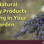 3 Natural Beauty Products Growing in Your Garden 3 Natural Beauty Products Growing in Your Garden