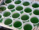 Amaretto Sour Jello Shots Amaretto Sour Jello Shots