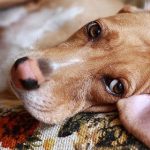 Alert: Flea and Heartworm Medication Trifexis Connected to Dog Deaths Alert: Flea and Heartworm Medication Trifexis Connected to Dog Deaths
