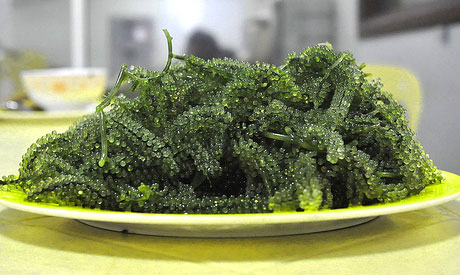kinds of seaweed to eat
