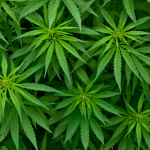 Can Cannabinoids Treat Sleep Apnea? Can Cannabinoids Treat Sleep Apnea?