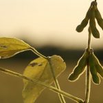 What is a GMO – Genetically Modified Organism What is a GMO - Genetically Modified Organism