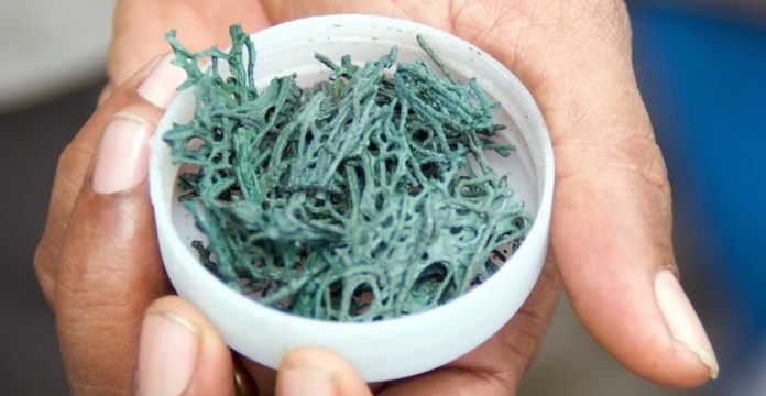 Blue-Green Algae: Superfood or Pond Scum? 