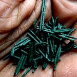 Eating Spirulina Might Help Type 2 Diabetics Eating Spirulina Might Help Type 2 Diabetics