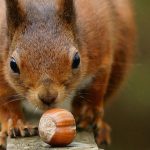Go Nuts for Nuts: The Many Benefits of this Healthy Snack Go Nuts for Nuts: The Many Benefits of this Healthy Snack