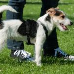Green Pet Care Green Pet Care