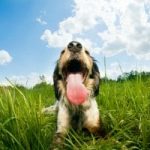 Bad Dog Breath Bad Dog Breath