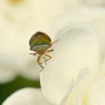 Bed Bugs & Neem Oil – Protect & Prevent Bed Bugs & Neem Oil - Protect & Prevent